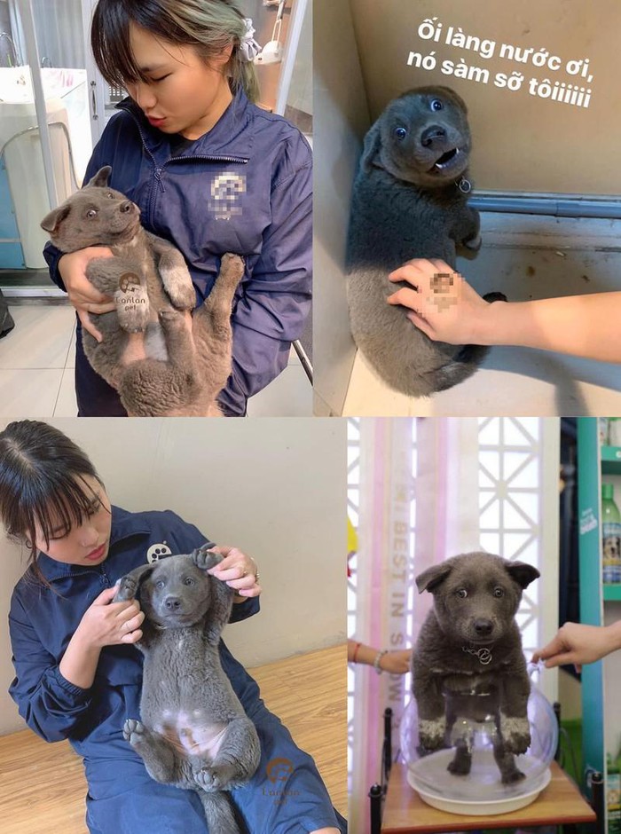 Nguyễn Văn Dúi là ai - Idol thú cưng cực dễ thương của giới trẻ Việt Nam