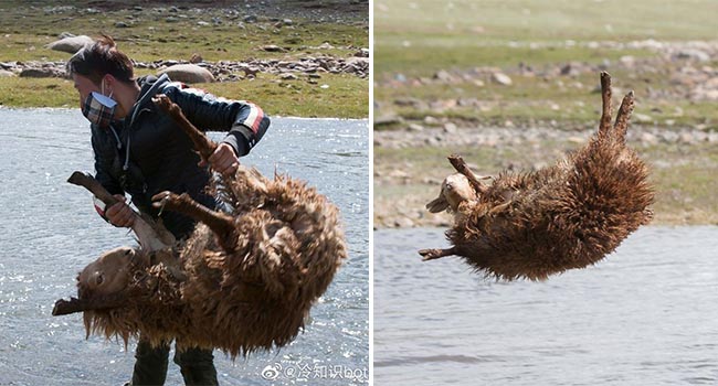 Cận cảnh tắm cừu tại Kazakhstan khiến CĐM cười điên đảo: Đây là bức ảnh phát ra âm thanh!