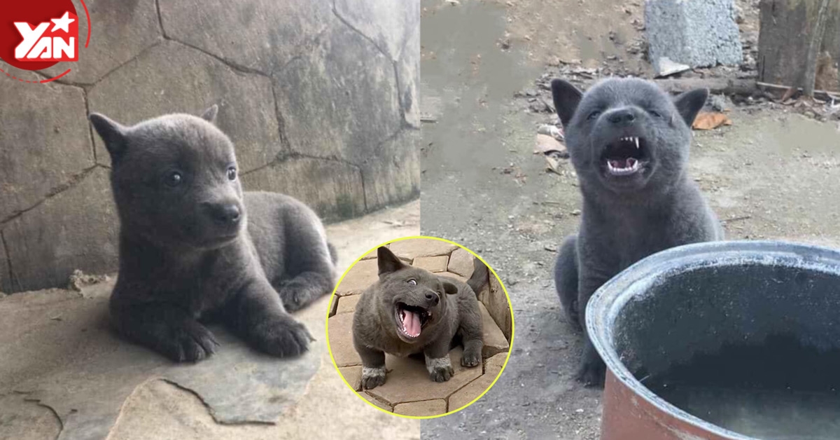 Tìm ra họ hàng nhà idol Nguyễn Văn Dúi: Kém mỗi cái thần thái cà khịa