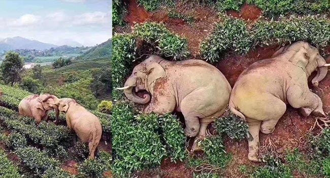 Đàn voi đột nhập vườn ngô uống hết 30kg rượu và ngủ ngon lành ở vườn trà bên cạnh