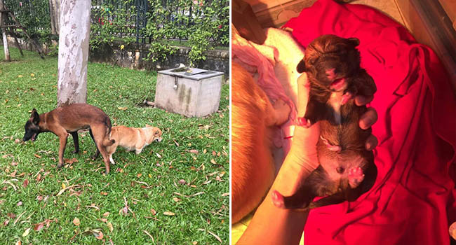 Vụng trộm sau lưng chủ, “mẹ” Corgi và “cha” Becgie cho ra đời sản phẩm nhìn như trò đùa