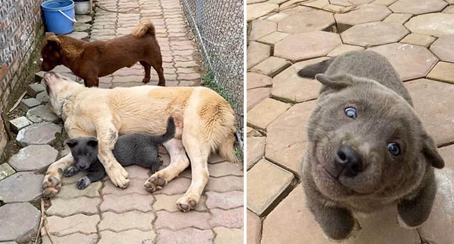 Idol Nguyễn Văn Dúi : Trên FB thì là “Idol giới trẻ”, ở nhà chỉ là cái gối cho đại boss ” Văn Bướng”