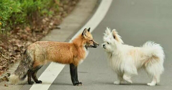 Hồ ly đỏ xuống núi xuất hiện tại Đại học Vũ Hán kiếm ăn, dân mạng đồng loạt gào thét: Phải chăng Phượng Cửu điện hạ giá đáo?