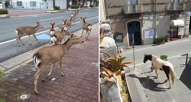 Người dân ở nhà né dịch, anh em động vật hoang dã bèn kéo nhau vào thành phố chơi cho biết