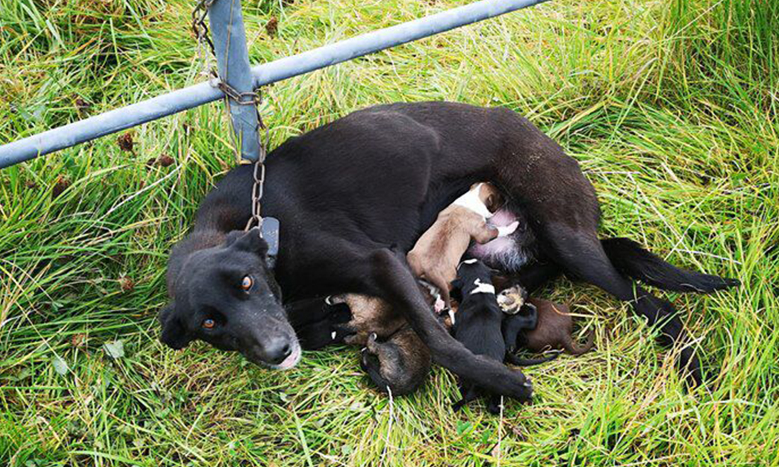 Chó mẹ bị xích ở hàng rào nhưng vẫn cố gắng nuôi 6 chó con