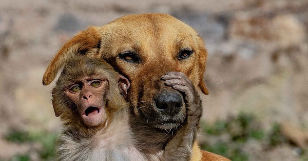 Mẹ qua đời vì bị đầu độc, khỉ con được chó nhận nuôi và tình mẫu tử khác loài khiến MXH cảm động