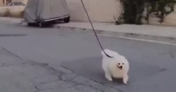 Thanh niên dùng flycam để... dắt chó đi dạo khi đang tự cách ly tại nhà