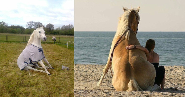 Ngựa phi ai chẳng thấy rồi, ngựa ngồi trông như thế nào mới ít người biết