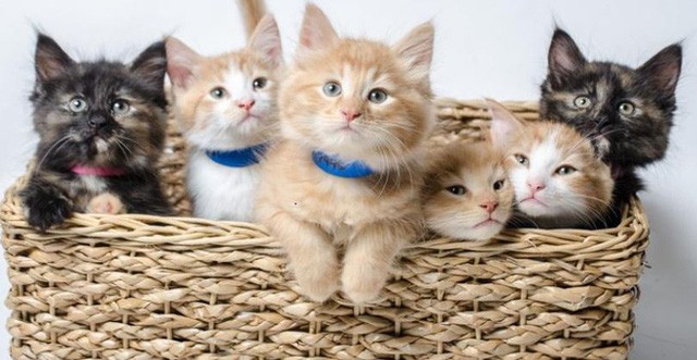 Kênh truyền hình Mỹ phát video chó mèo 94 tiếng liên tục để khán giả đỡ stress trong mùa Covid-19