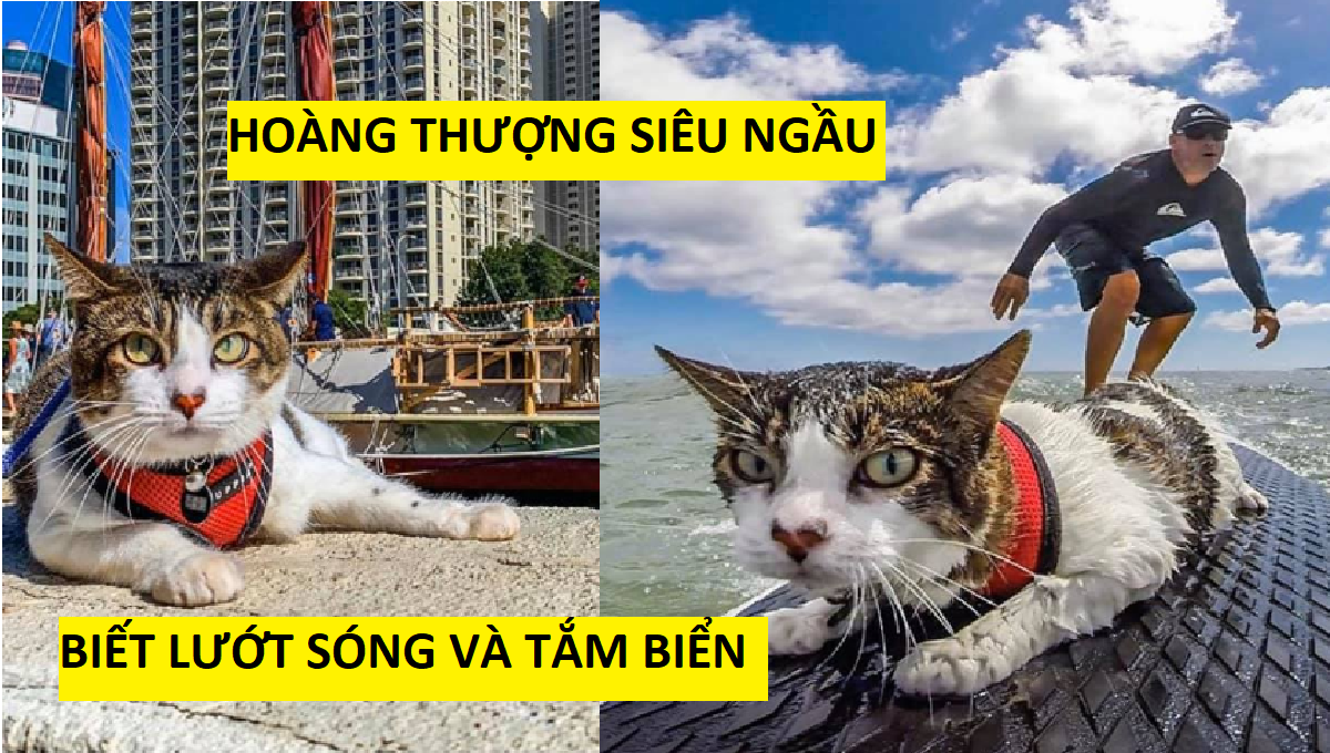 Hokule - Từ chú mèo hoang trở thành chơi lướt sóng cự phách