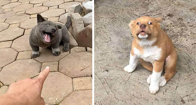 Lộ diện bạn gái của Idol Nguyễn Văn Dúi, có màu lông khác nhưng độ cà khịa không kém chút nào