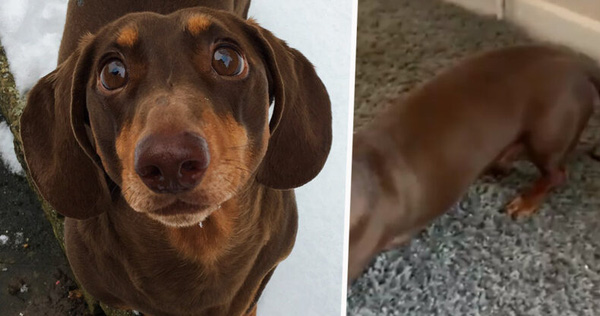 Thấy chủ lúc nào cũng ở nhà vì Covid-19, chú chó mừng quá vẫy đuôi liên tục đến nỗi bong cả gân