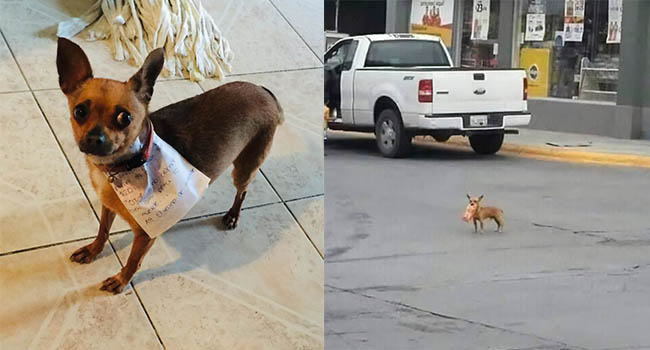 Bị cách ly tại nhà nhưng thèm bim bim, thanh niên sai “boss” đi mua hộ và diễn biến cười ra nước mắt