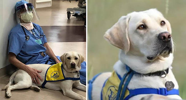 Nhân vật đặc biệt vực dậy tinh thần y bác sĩ chống dịch tại Mỹ 