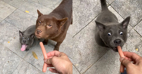 Idol Nguyễn Văn Dúi trở mặt nhanh như "lật bánh tráng", tranh ăn xúc xích với chó nâu nhưng biểu cảm của boss kia mới thực sự gây cười!