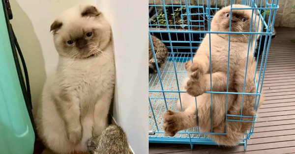 Lần đầu làm “chuyện ấy”, boss mèo trưng bộ mặt tiu nghỉu không giống ai khiến dân tình cười nghiêng ngả