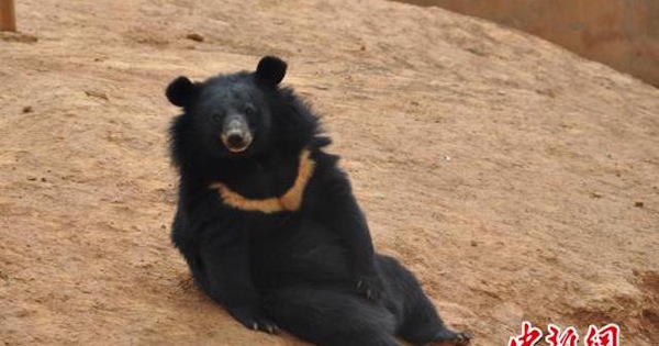 Nuôi "2 chú chó cưng" suốt 2 năm mới phát hiện ra đó là... gấu