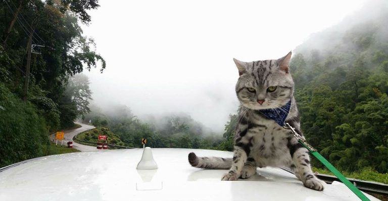 Vụ bạo động của hai người nổi tiếng khiến cảnh sát phải áp giải về đồn đầy bất ngờ tại Thái