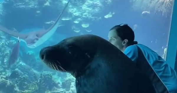 Nối gót chim cánh cụt, hải cẩu cũng làm 1 tour du ngoạn thủy cung cho đỡ buồn chán mùa Covid-19