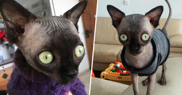 Tưởng dơi nhưng hóa ra lại là mèo, cô "boss" bỗng nhiên nổi tiếng trên mạng xã hội vì ngoại hình lạ mắt