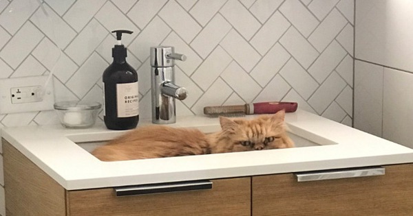 Rảnh rỗi không có gì làm, mọi người trên thế giới rủ nhau chia sẻ ảnh "hoàng thượng" nhà họ làm gì trong mùa cách ly