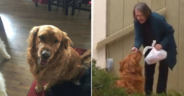 Làm shipper cho cụ bà ốm yếu tự cách ly, chó golden được dân mạng tôn làm "anh hùng 4 chân"