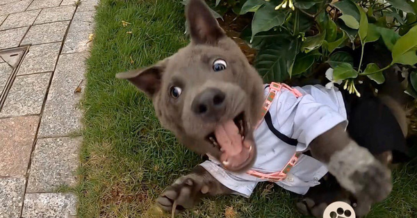 Đẳng cấp Dúi idol: Diện sơ mi trắng bảnh bao, hùng dũng đi tán gái nhưng cái kết vẫn thê thảm như thường khiến ai cũng phì cười