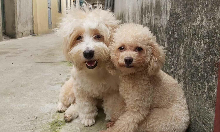 Chủ hết hồn khi chó cưng dẫn 'bạn gái' về nhà