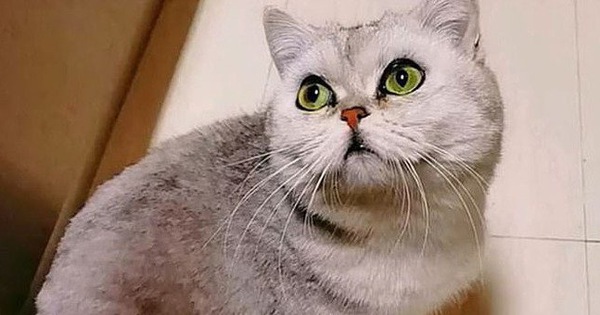 Cô mèo mang thai sống sót đầy kỳ diệu sau hơn 40 ngày bị nhốt trong nhà một mình vì cả nhà chủ nhiễm covid