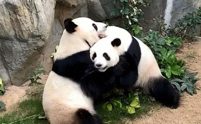 'NHỜ' COVID-19, HAI CON GẤU TRÚC QUÝ HIẾM ĐÃ CHỊU GIAO PHỐI SAU 10 NĂM