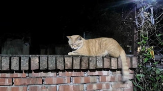 Sinh viên đại học quay video ngược đãi mèo lạc để bán, 80 con mèo lạc đã bị g.i.ế.t c.h.ế.t trong 2 tháng