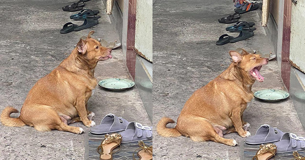 Đại boss tận dụng từng "khách hàng" của sen để kiếm ăn, ngày nào cũng đi "thu họ" đều đặn