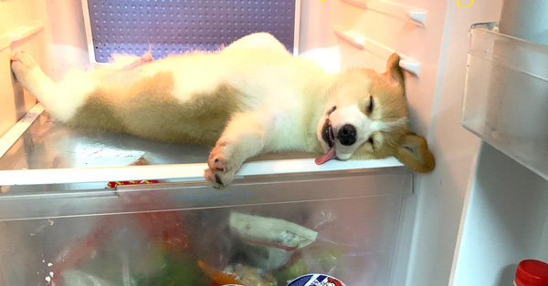 Chủ "đại boss" Candy có hơn 90.000 fans bị dân mạng phản ứng vì nghi cho thú cưng uống thuốc mê để câu like và sự thật đằng sau được tiết lộ