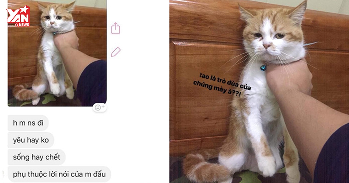 Đòi chia tay, cô gái bị bạn trai mang mèo cưng ra "uy hiếp"