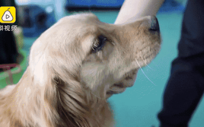 Chú chó nhỏ cảm động rơi nước mắt sau khi được cứu thoát khỏi lò mổ giết thịt