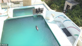 Cô cá heo tội nghiệp chết trong cô đơn sau 2 năm bị bỏ rơi trong Thủy cung Nhật bản
