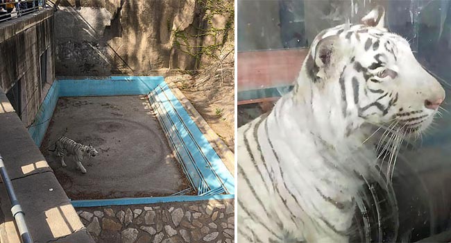 Bị nuôi nhốt lâu ở nơi quá chật hẹp, hổ trắng thất thểu không ngừng đi theo vòng tròn khiến nhiều người lo lắng