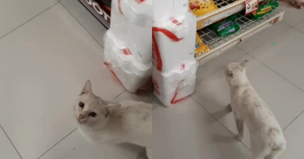 Góc lên đời: mèo hoang dụ người lạ mua đồ ăn rồi nghiễm nhiên được rước về làm "boss" để cung phụng
