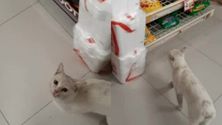 Góc lên đời: mèo hoang dụ người lạ mua đồ ăn rồi nghiễm nhiên được rước về làm "boss" để cung phụng