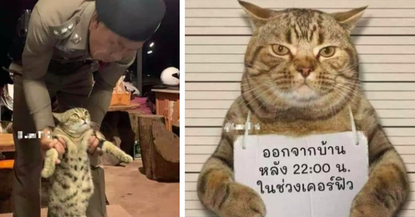Chú mèo vi phạm lệnh giới nghiêm, dám lang thang ngoài đường sau 22h liền bị công an "hốt" ngay lên phường xử phạt
