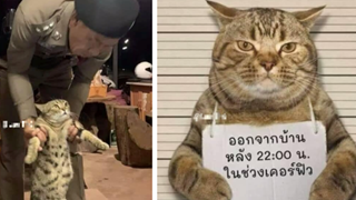Chú mèo vi phạm lệnh giới nghiêm, dám lang thang ngoài đường sau 22h liền bị công an "hốt" ngay lên phường xử phạt