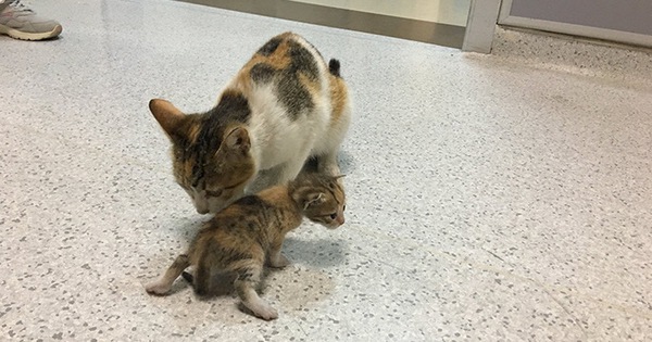 Ấm lòng hình ảnh mèo mẹ "bế" mèo con tới bệnh viện để khám bệnh, được các bác sĩ nhiệt tình giúp đỡ