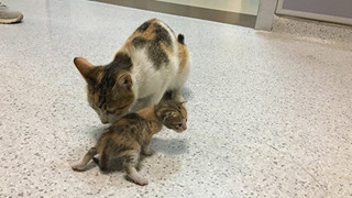 Ấm lòng hình ảnh mèo mẹ "bế" mèo con tới bệnh viện để khám bệnh, được các bác sĩ nhiệt tình giúp đỡ
