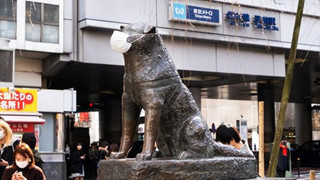  Chính quyền Tokyo kêu gọi không đeo khẩu trang cho tượng chó Hachiko