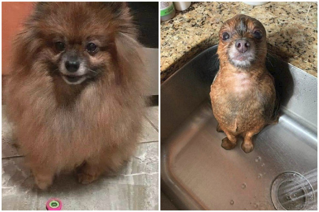 Than mua chó lông xù đáng yêu nhận về hải cẩu mặt ngơ nhưng sự thật được tiết lộ mới khiến ai nấy phì cười