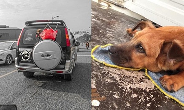 Hình ảnh chú chó bị chủ bỏ trong chiếc giỏ đi chợ rồi treo lủng lẳng sau xe ô tô khi đang chạy trên đường khiến dân mạng tranh cãi kịch liệt