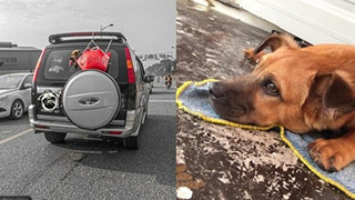 Hình ảnh chú chó bị chủ bỏ trong chiếc giỏ đi chợ rồi treo lủng lẳng sau xe ô tô khi đang chạy trên đường khiến dân mạng tranh cãi kịch liệt