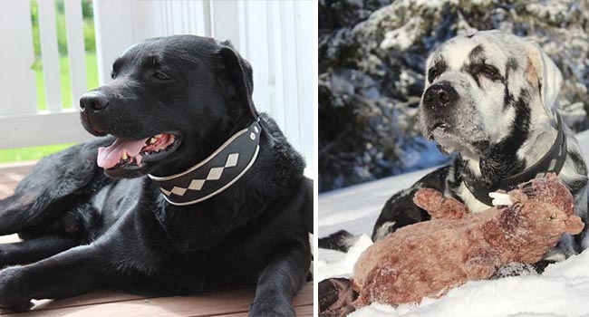 Chú chó có bộ lông tự đổi từ màu đen sang trắng do bệnh hiếm gặp