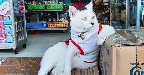 Tuyển tập những chú mèo chăm chỉ ngồi "trông hàng" và sở hữu phong thái như thể chính chúng nó mới là ông chủ