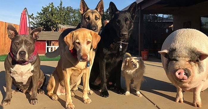 Chú lợn đáng yêu khi luôn nghĩ mình là…. chó